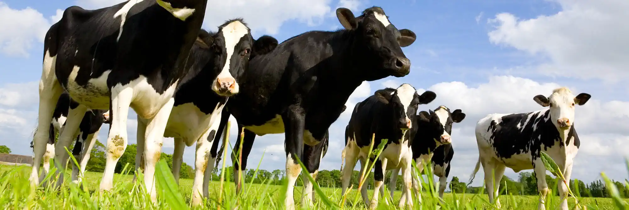 Photo of Free Milk