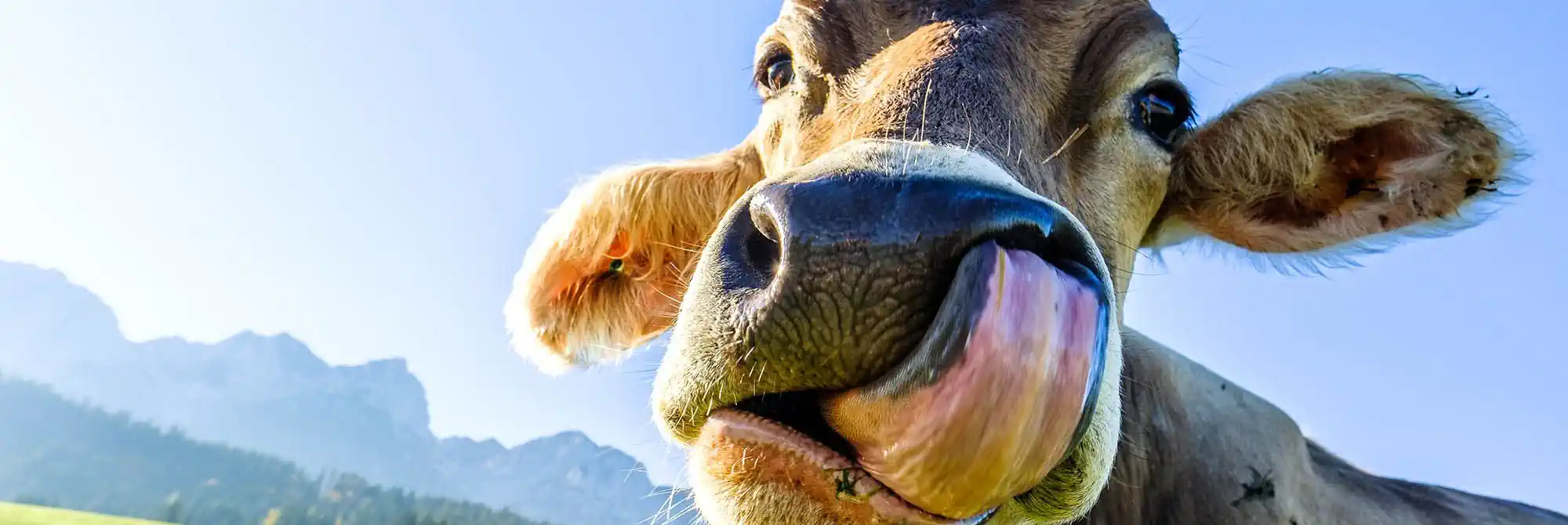 Photo of Help Support Your Local Dairy